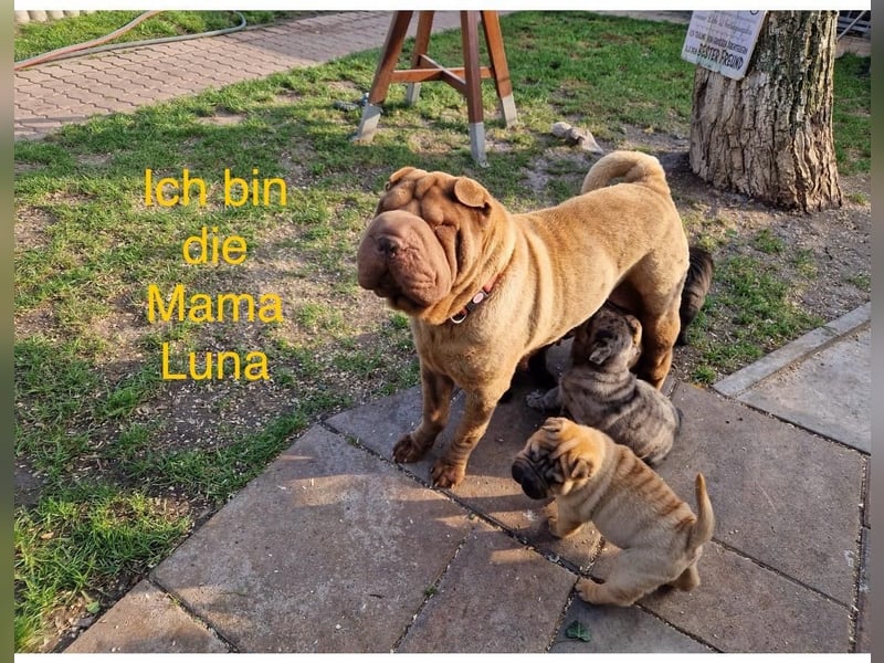 Shar-Pei Welpen Reinrassig Sharpei