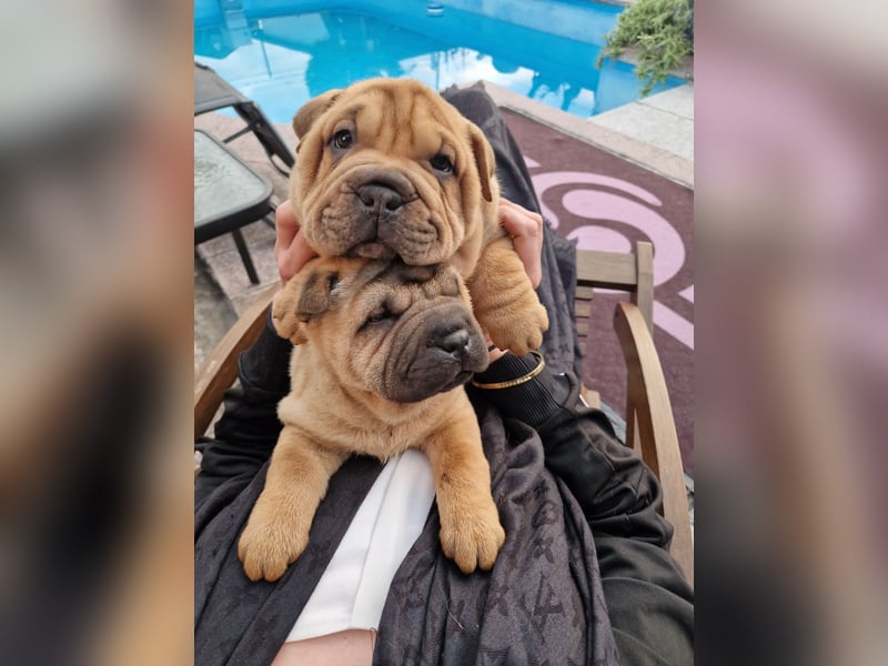 Shar-Pei Welpen Reinrassig Sharpei