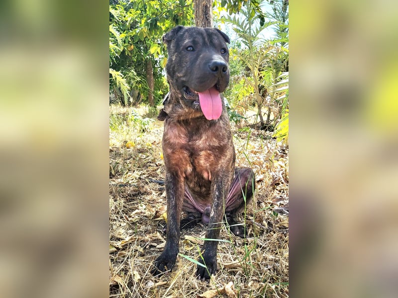 SID ❤️ verspielter Hundejunge mit großem Herz