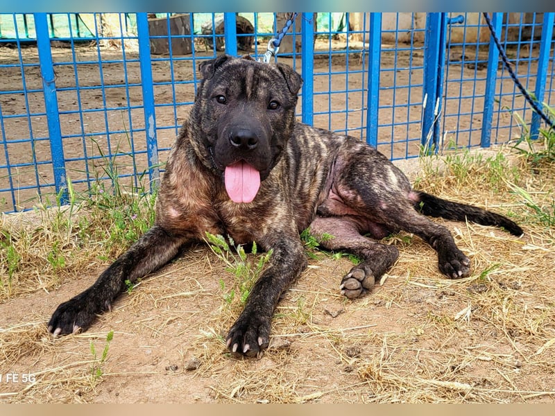 SID ❤️ verspielter Hundejunge mit großem Herz