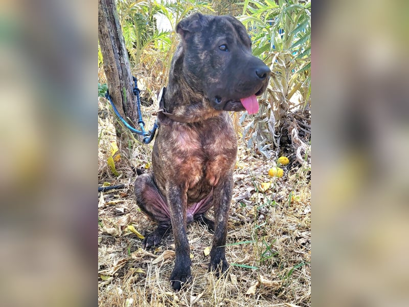 SID ❤️ verspielter Hundejunge mit großem Herz