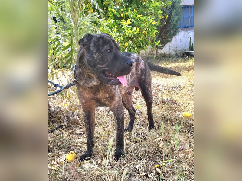 SID ❤️ verspielter Hundejunge mit großem Herz