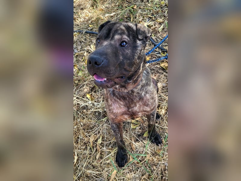 SID ❤️ verspielter Hundejunge mit großem Herz