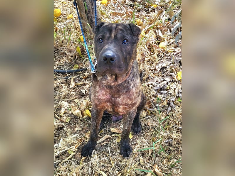SID ❤️ verspielter Hundejunge mit großem Herz