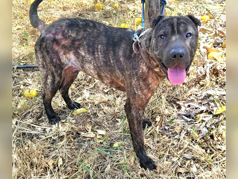 SID ❤️ verspielter Hundejunge mit großem Herz