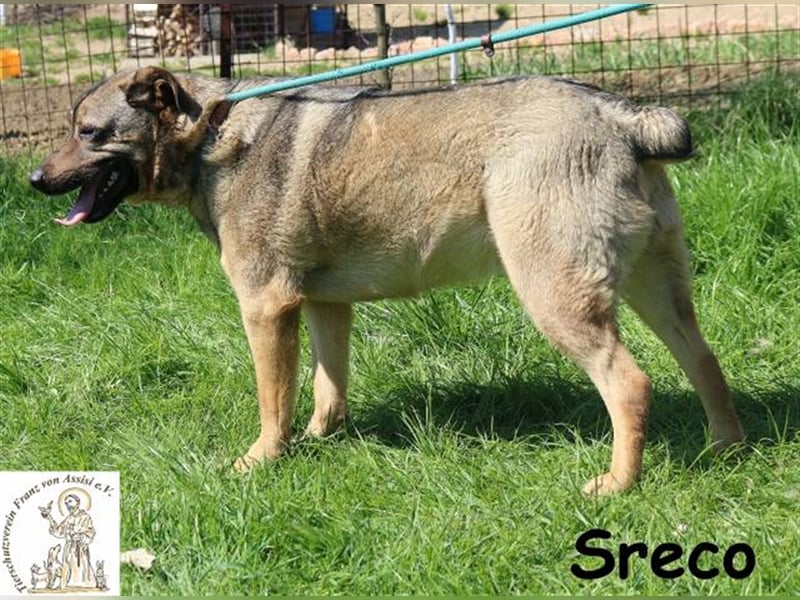 Lucky-Sreco - Liebenswerter Lump