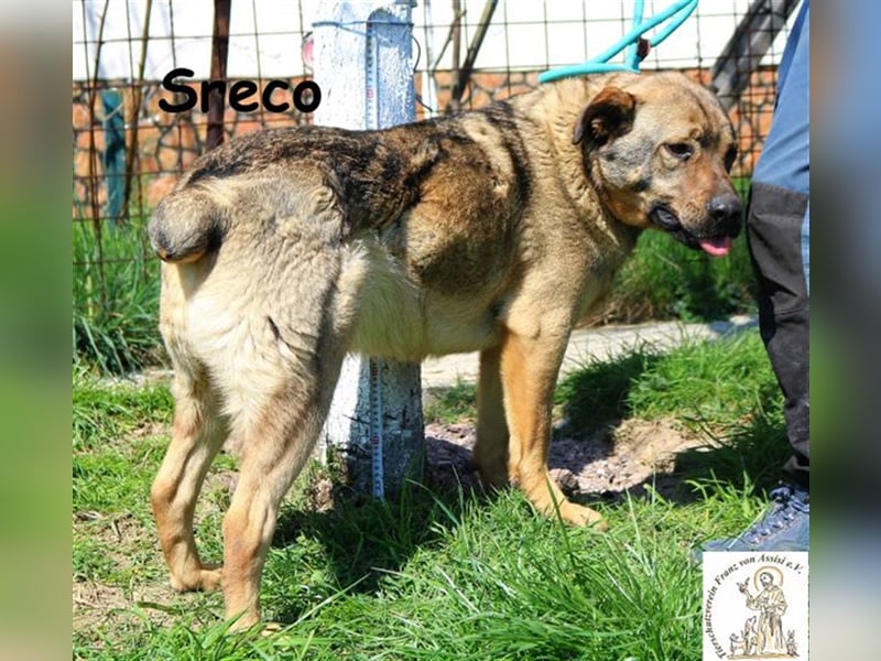 Lucky-Sreco - Liebenswerter Lump
