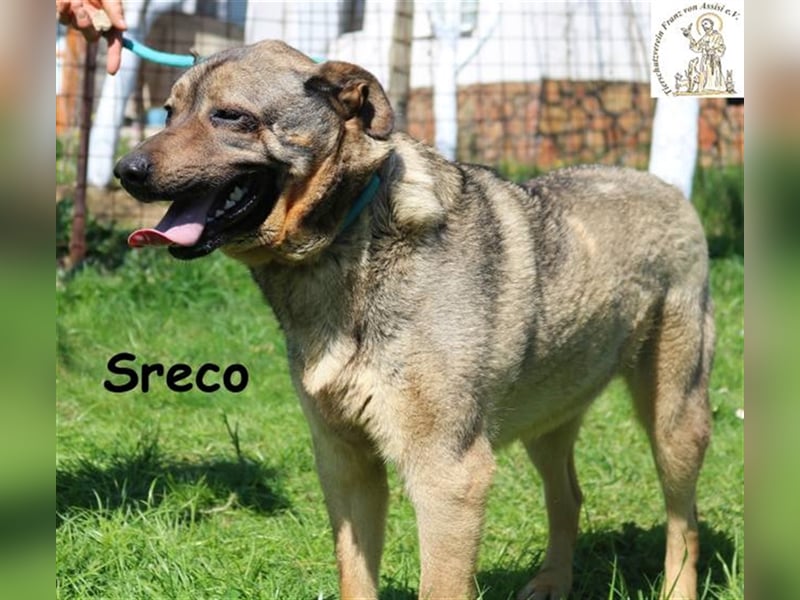 Lucky-Sreco - Liebenswerter Lump