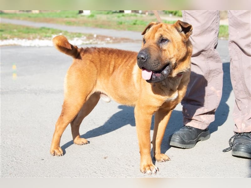 Shar-pei-Mix Oyama aus 89415 Lauingen sucht ein neues Zuhause !