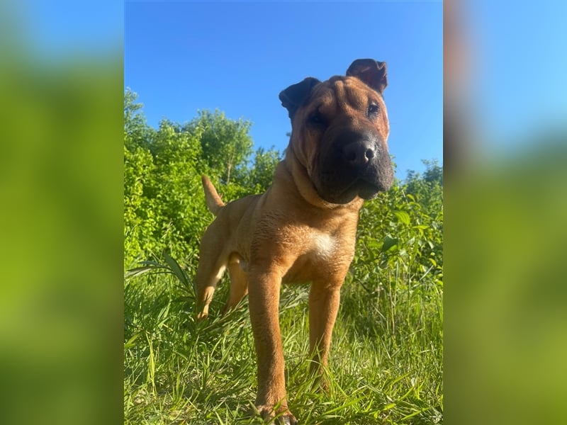 Shar-pei-Mix Oyama aus 89415 Lauingen sucht ein neues Zuhause !