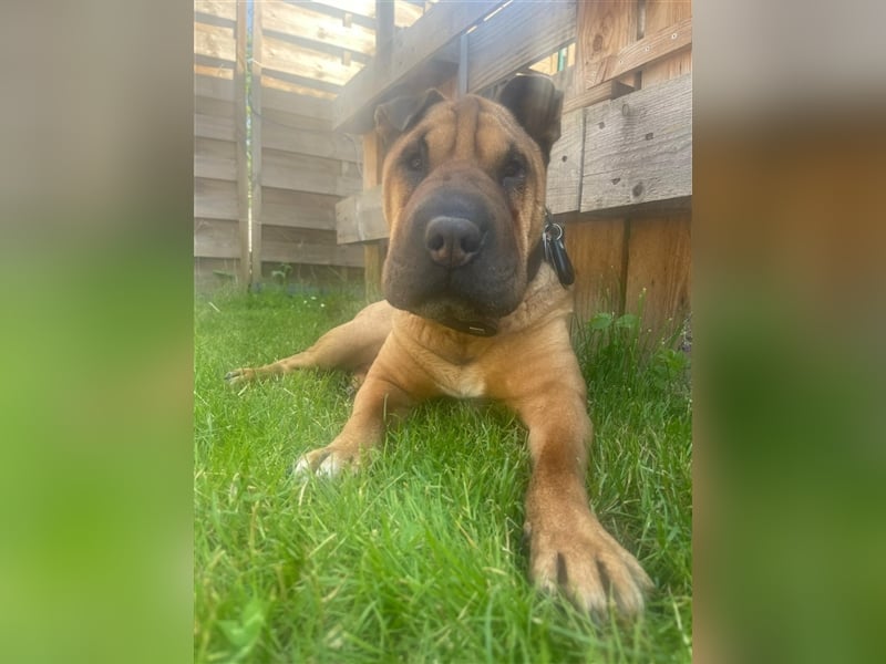 Shar-pei-Mix Oyama aus 89415 Lauingen sucht ein neues Zuhause !