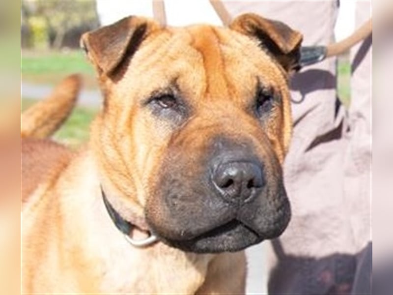 Shar-pei-Mix Oyama aus 89415 Lauingen sucht ein neues Zuhause !