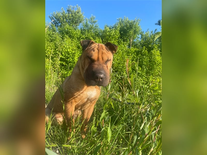 Shar-pei-Mix Oyama aus 89415 Lauingen sucht ein neues Zuhause !