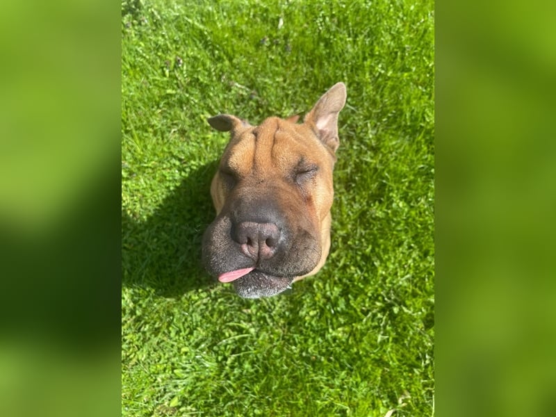 Shar-pei-Mix Oyama aus 89415 Lauingen sucht ein neues Zuhause !