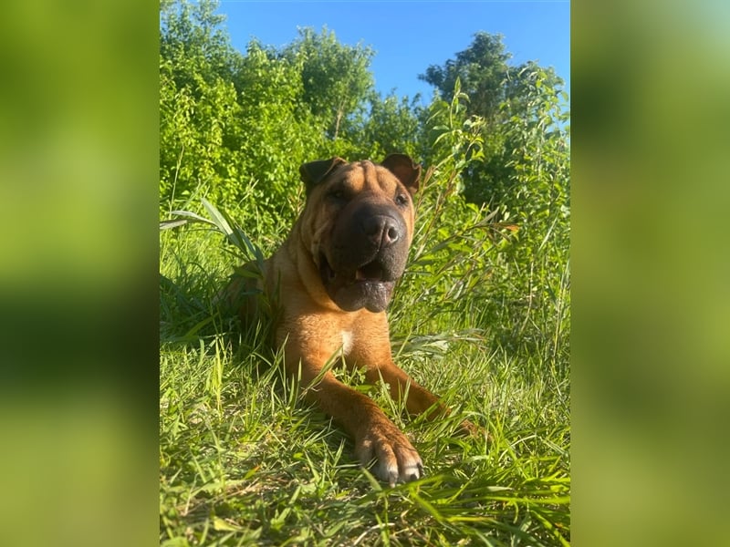 Shar-pei-Mix Oyama aus 89415 Lauingen sucht ein neues Zuhause !