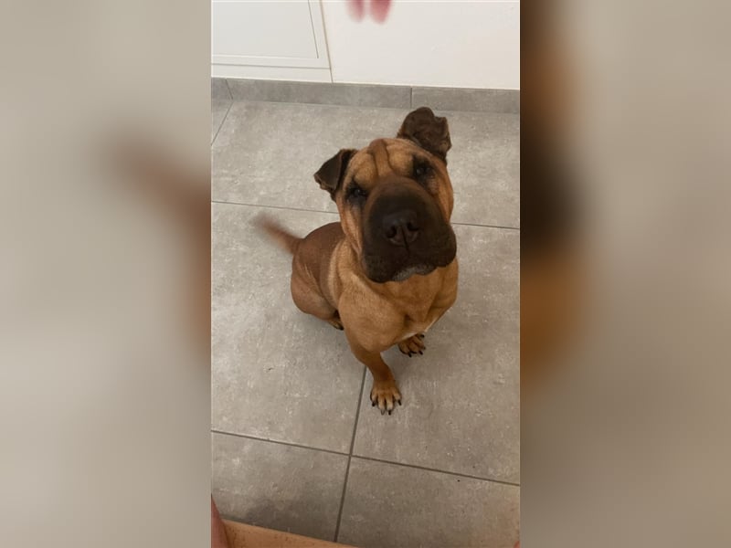 Shar-pei-Mix Oyama aus 89415 Lauingen sucht ein neues Zuhause !