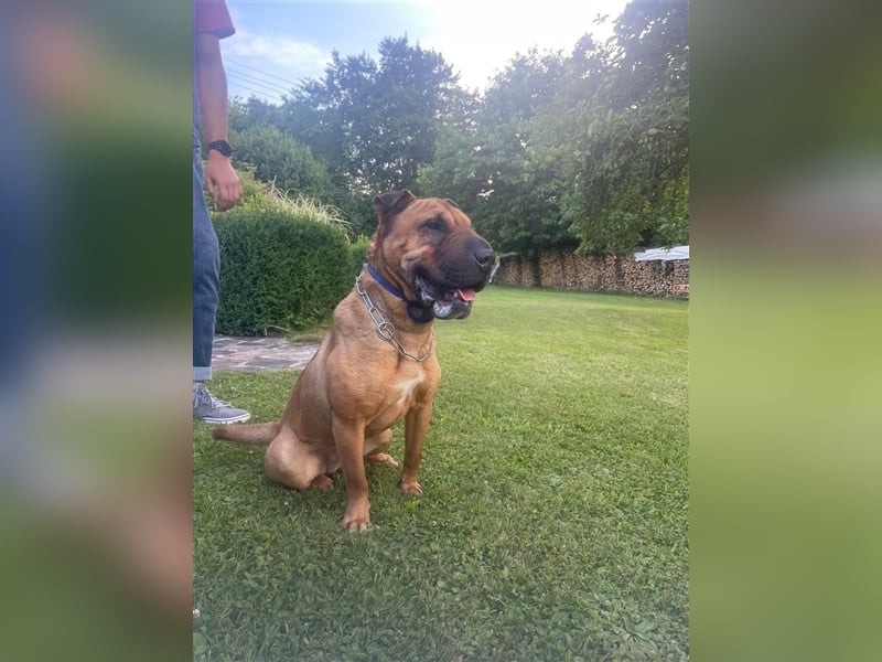 Shar-pei-Mix Oyama aus 89415 Lauingen sucht ein neues Zuhause !