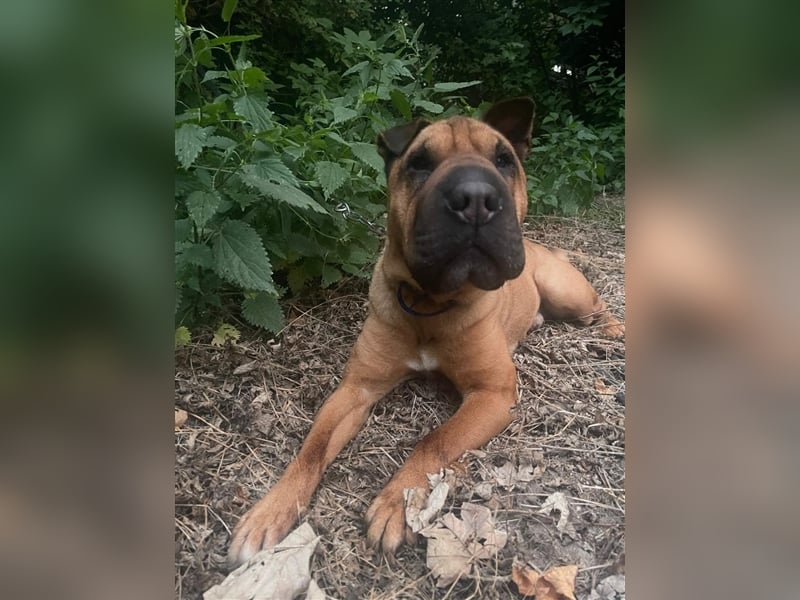 Shar-pei-Mix Oyama aus 89415 Lauingen sucht ein neues Zuhause !