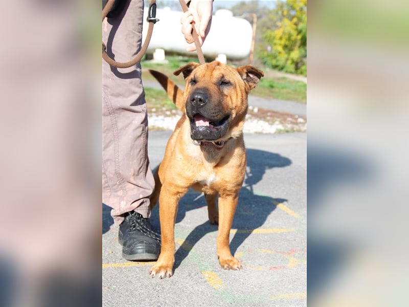 Shar-pei-Mix Oyama aus 89415 Lauingen sucht ein neues Zuhause !