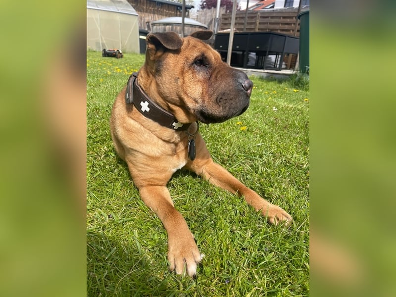 Shar-pei-Mix Oyama aus 89415 Lauingen sucht ein neues Zuhause !