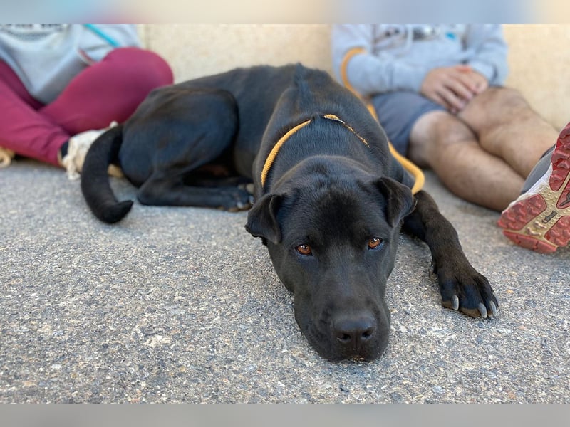 Perengano - Shar Pei Mischling auf Körbchensuche