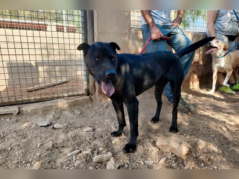Perengano - Shar Pei Mischling auf Körbchensuche