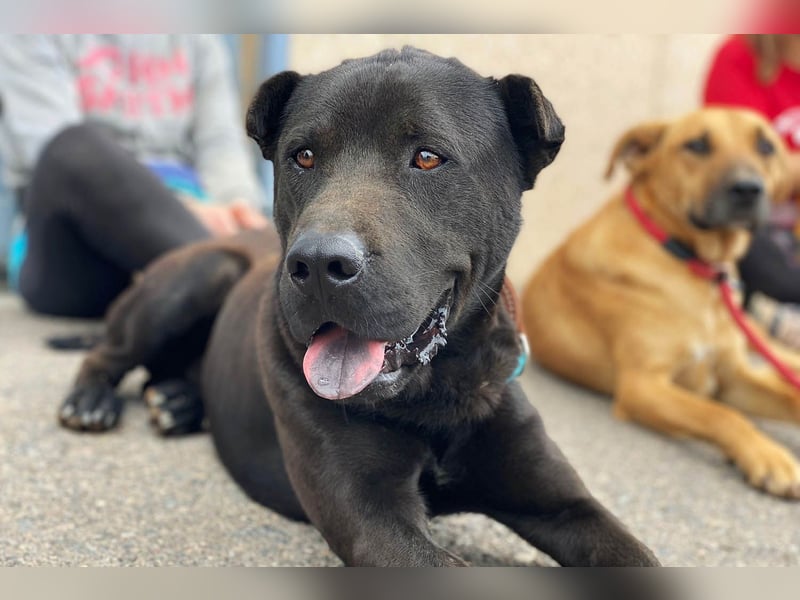 Perengano - Shar Pei Mischling auf Körbchensuche