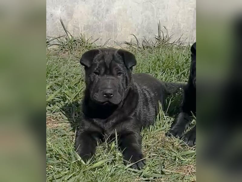 Feudel ein Faltenhund für Liebhaber