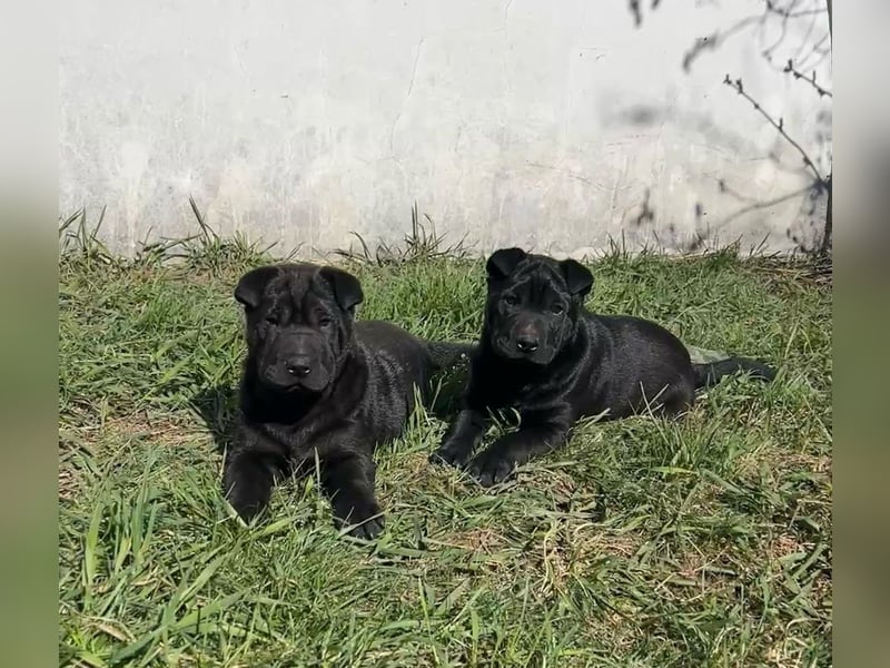 Feudel ein Faltenhund für Liebhaber