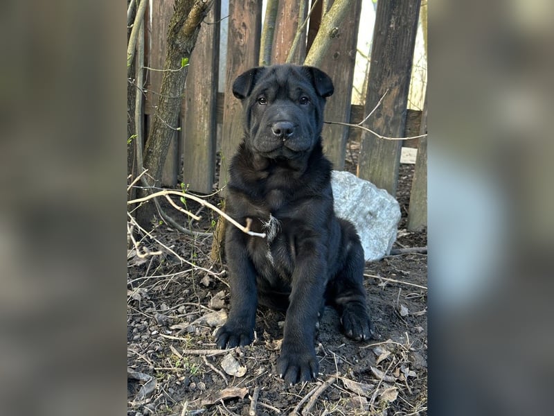 Feudel ein Faltenhund für Liebhaber