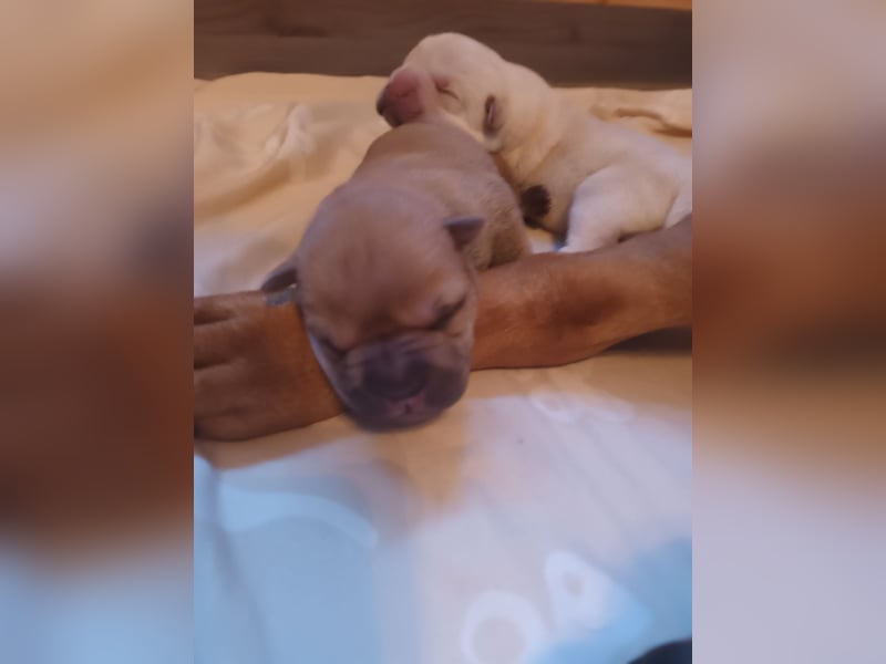 Shar Pei Welpen