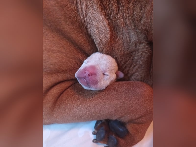 Shar Pei Welpen