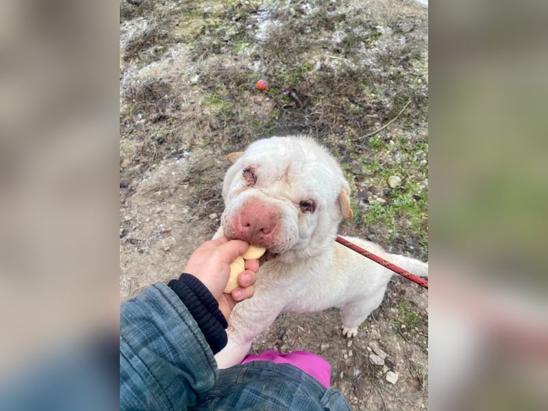 NOTFALL! RUDOLF Red Nose 2,5 J. weißer Shar pei-Rüde