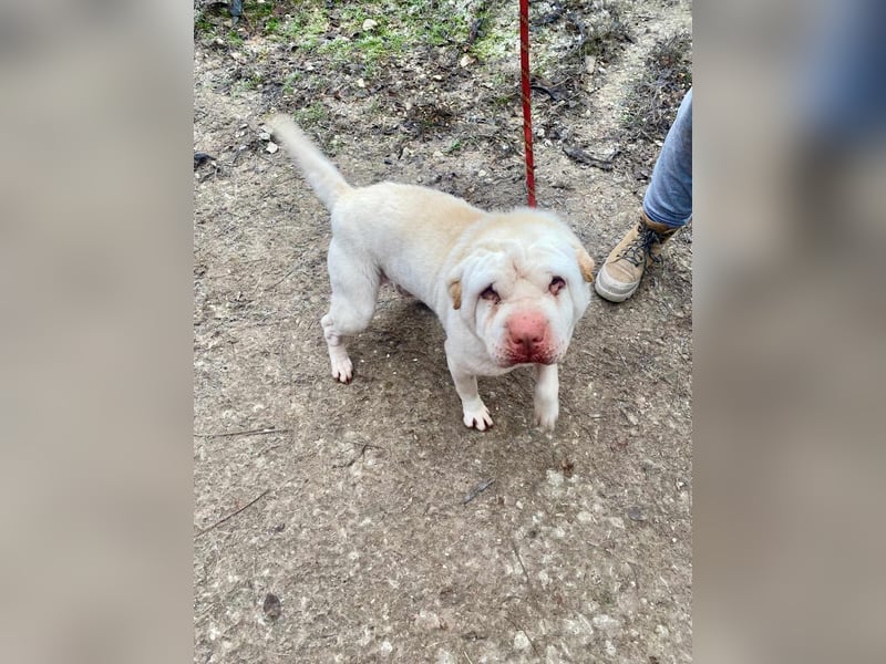 NOTFALL! RUDOLF Red Nose 2,5 J. weißer Shar pei-Rüde