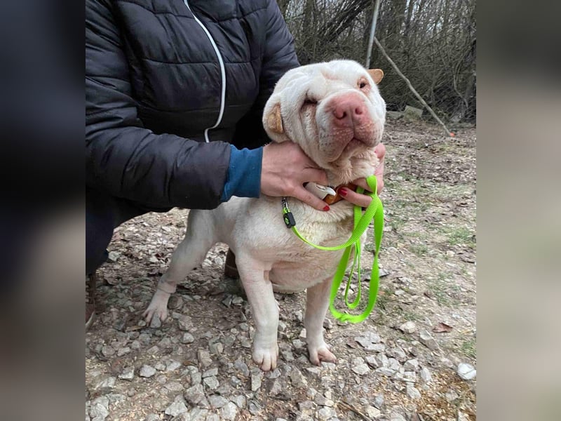 NOTFALL! RUDOLF Red Nose 2,5 J. weißer Shar pei-Rüde