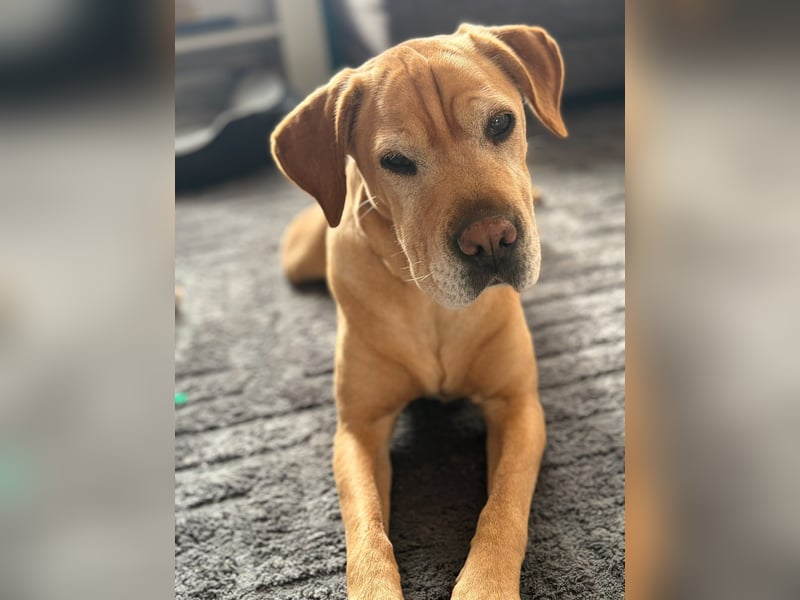 Lilly ❤️Ältere Herzensdame wartet in 23970