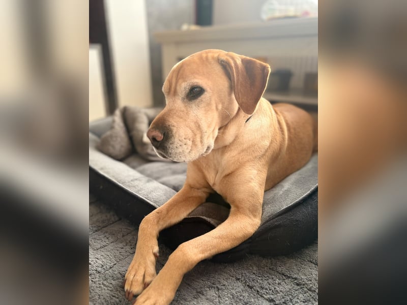 Lilly ❤️Ältere Herzensdame wartet in 23970