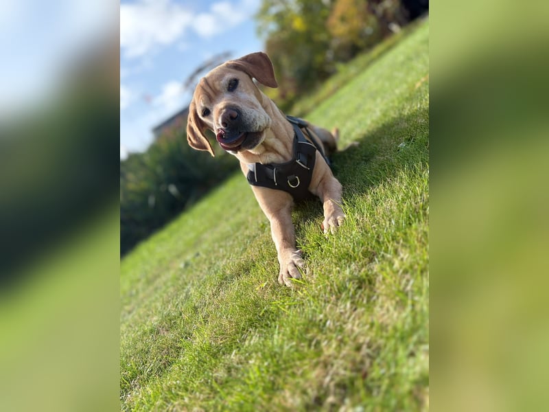 Lilly ❤️Ältere Herzensdame wartet in 23970