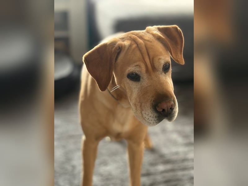 Lilly ❤️Ältere Herzensdame wartet in 23970