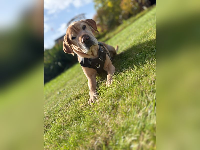 Lilly ❤️Ältere Herzensdame wartet in 23970