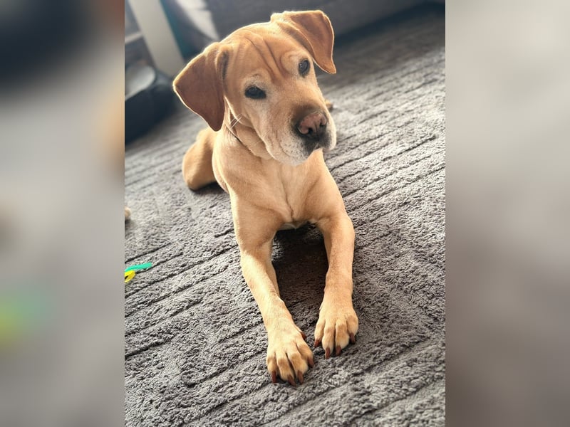 Lilly ❤️Ältere Herzensdame wartet in 23970