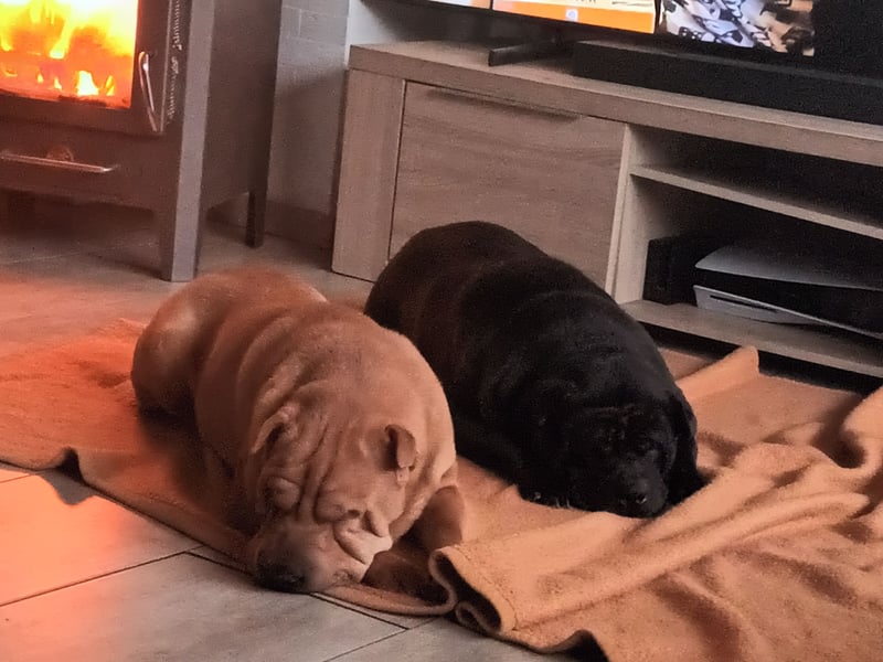 Shar Pei Welpen reinrassig suchen neues Zuhause