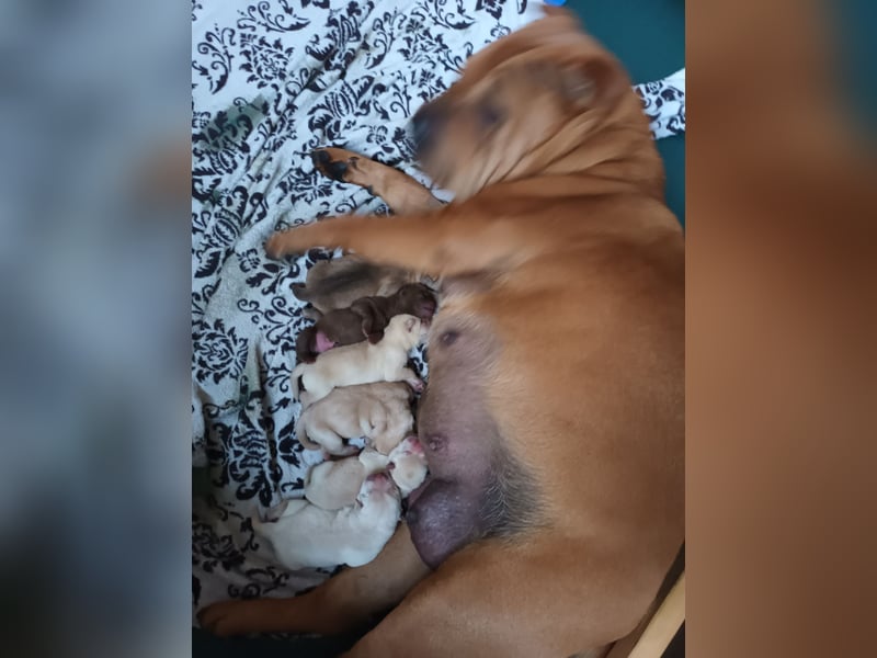 Shar Pei Welpen reinrassig suchen neues Zuhause