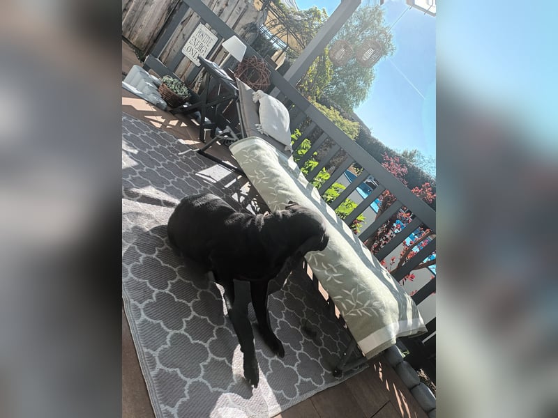 Shar Pei Welpen reinrassig suchen neues Zuhause