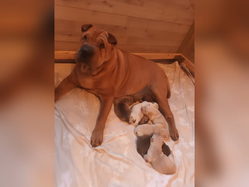 Shar Pei Welpen reinrassig suchen neues Zuhause