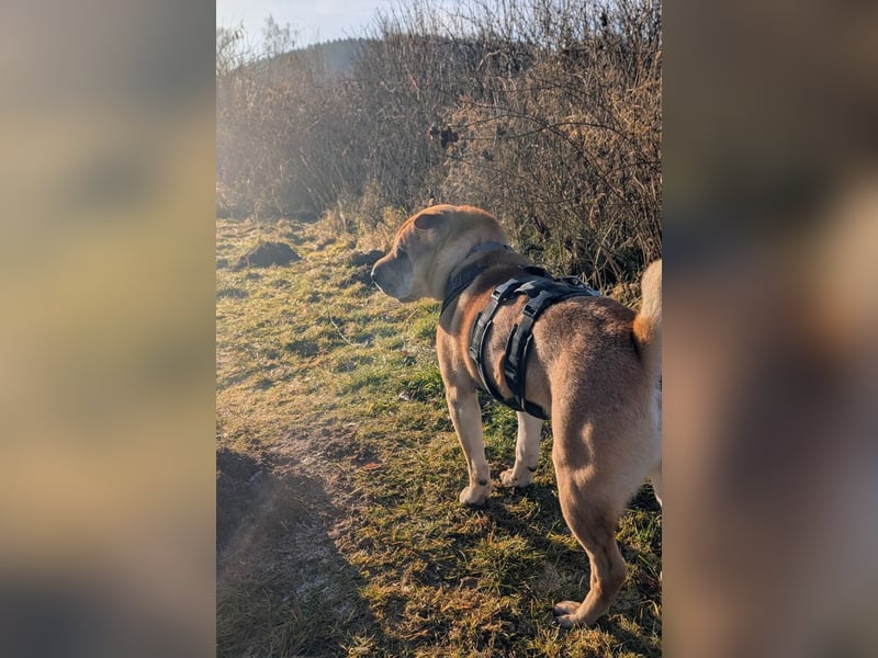 Briosa (Otto) sucht dringend neues Zuhause