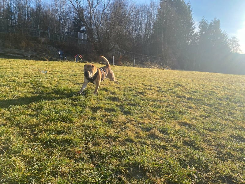 Briosa (Otto) sucht dringend neues Zuhause