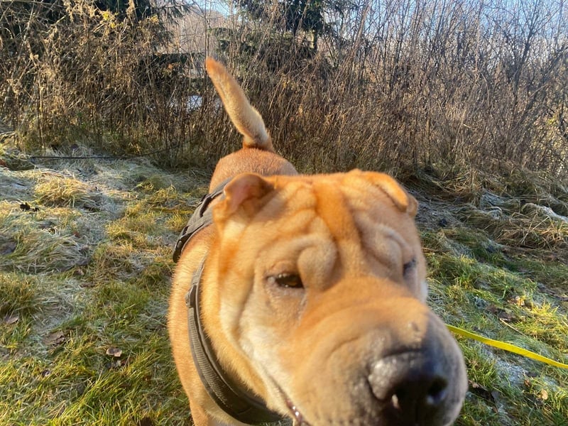 Briosa (Otto) sucht dringend neues Zuhause