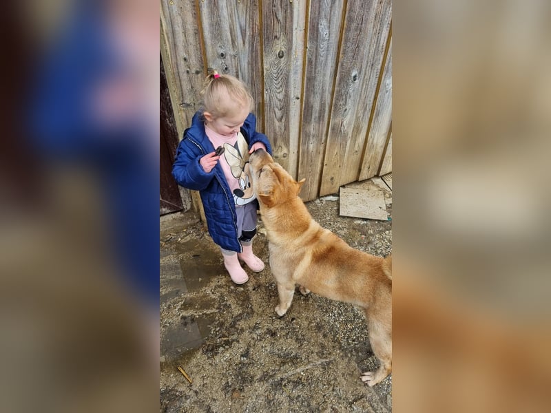 Briosa (Otto) sucht dringend neues Zuhause