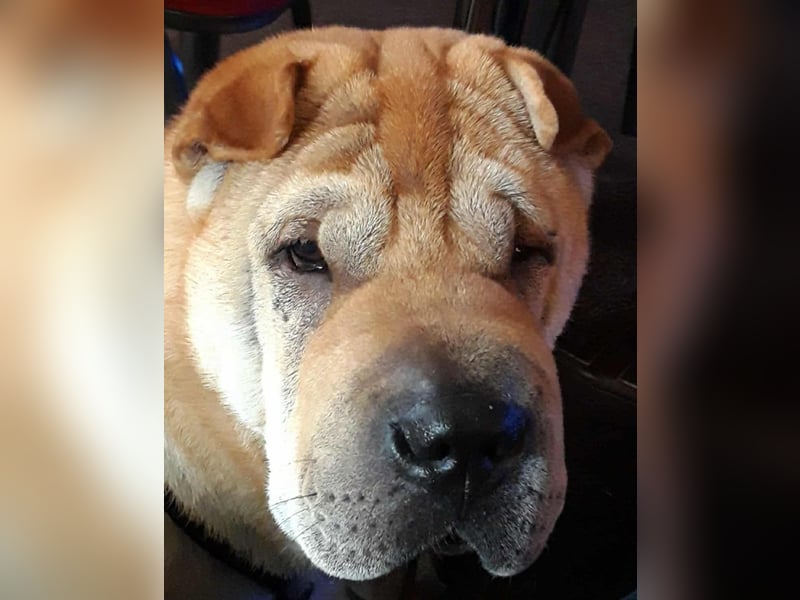 Briosa (Otto) sucht dringend neues Zuhause